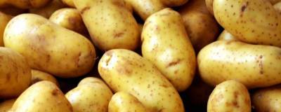 60 тысяч тонн картофеля собрали аграрии Приморского края - runews24.ru - Приморье край - городское поселение Уссурийский