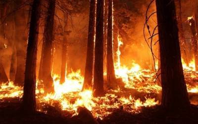 В Сирии казнили 24 поджигателей, начавших лесные пожары