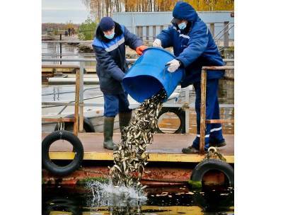 Смоленская АЭС до конца года выпустит в водохранилище свыше 640 тысяч особей рыб