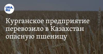 Курганское предприятие перевозило в Казахстан опасную пшеницу