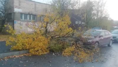 Ураганный ветер повалил деревья в Петербурге на тротуары и машины