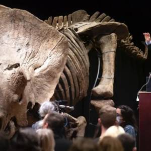 На аукционе в Париже продали крупнейший скелет трицератопса