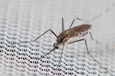 «Переносят опасные вирусы»: в Италии обнаружили новый вид комаров