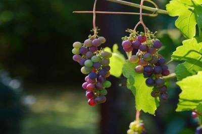 Как сохранить обрезанные осенью черенки винограда до весны - skuke.net
