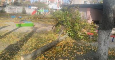 В Полтавской области умерла 4-летняя девочка, на которую упало дерево в детском саду (фото)
