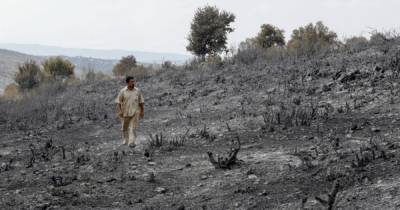 Лесные пожары на Ближнем Востоке: в Сирии казнили 24 осужденных за поджоге