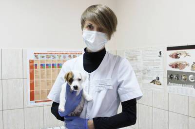 28 октября на Дону пройдет день льготной стерилизации кошек и собак