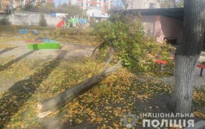 В Кременчуге умерла 4-летняя девочка, на которую в детсаду упало дерево