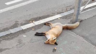 На улице Свердлова в Пензе сбили насмерть лису