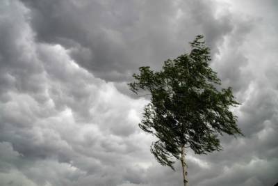Изменён прогноз: ветер в Тверской области станет ещё сильнее