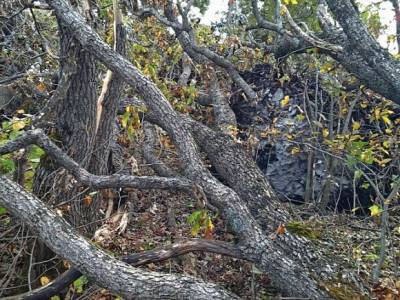 «Для кого-то утро будет недобрым»: ночной ураган валил деревья на машины петербуржцев
