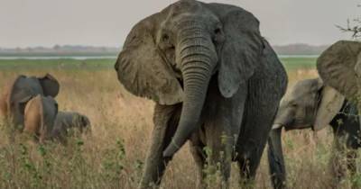 Охота за слоновой костью. Десятилетия браконьерства привели к появлению слонов без бивней - focus.ua - Украина - Мозамбик