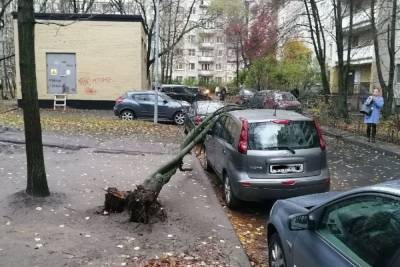 Петербуржцы поделились кадрами поваленных ветром деревьев