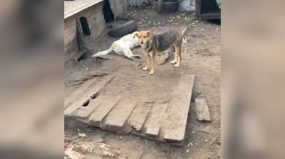 В воронежском скандальном приюте «Дора» зверски убили десятки собак