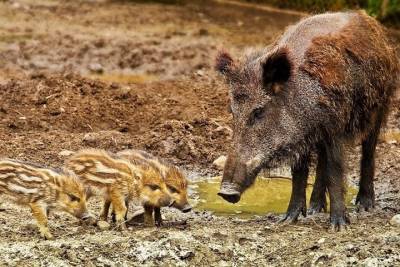 Охотников Татарстана предупредили о риске вспышки чумы свиней