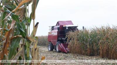 В Беларуси убрано более 80% площадей кукурузы
