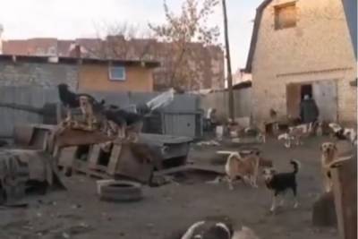 В воронежском приюте «Дора» ночью, 22 октября, убили двадцать собак