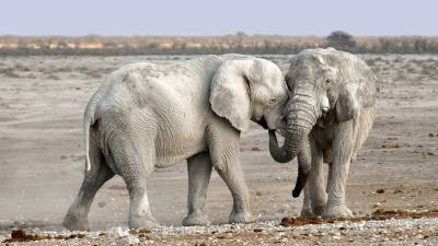Эволюция в действии: Африканские слоны потеряли бивни