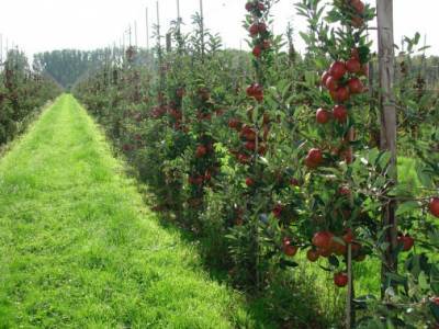 Прогноз: В Винницкой области выкорчуют 2-3 тыс. га яблоневых садов