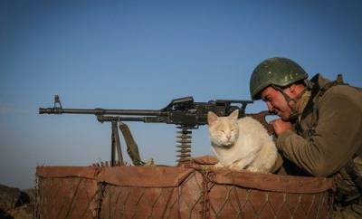 Какие животные лучше всего выживают в условиях войны - Русская семеркаРусская семерка