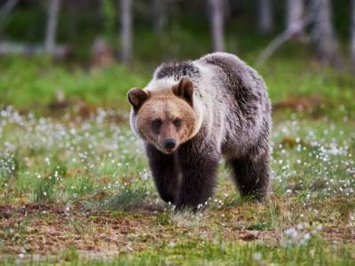 Министерство защиты окружающей среды Украины приняло план по сохранению бурого медведя