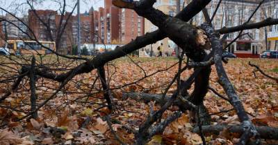 Ветер в Москве повалил деревья и разбросал мусор