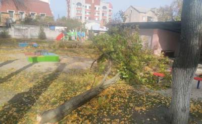 На Полтавщине на двух детей упало дерево