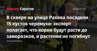 В сквере на улице Рахова посадили 15 кустов черемухи: эксперт полагает, что корни будут расти до заморозков, и растения не погибнут