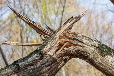 ЧП в детсаду Кременчуга: на двоих детей и воспитательницу упало дерево
