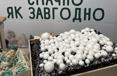 Верес вырастил рекордный урожай грибов