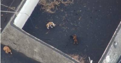 Четыре собак спасли из лавового плена в Испании (видео)