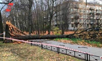 Петербургские власти оценили последствия шторма