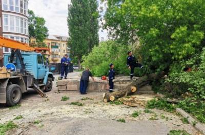 Липчане остались без света из-за упавшего на провода дерева