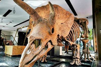 В Париже на аукционе продали крупнейший скелет трицератопса