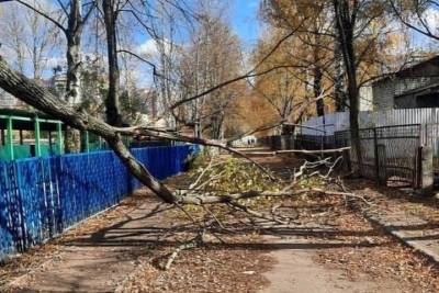 В Брянске от порыва ветра упало дерево