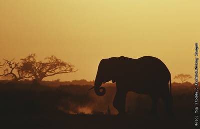 Браконьеры ускорили эволюцию африканских слонов, которые стали чаще рождаться без бивней