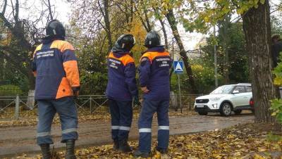 В Калининграде поваленные штормом деревья повредили 13 автомобилей