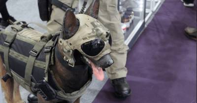 С камерами и динамиками: в США разработали защитные шлемы для собак K9 Vision (фото)
