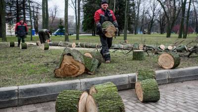 Ураган повалил более 70 деревьев в парках и скверах Петербурга