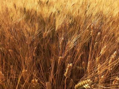 Голода не будет. Украина полностью обеспечена пшеницей — Минагрополитики