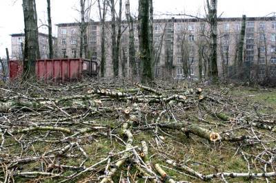 Минимум 72 деревьев лишился Петербург после шторма