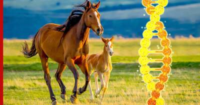 Анализ ДНК помог найти место приручения лошадей в донских степях - profile.ru