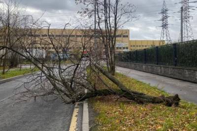 Шторм повалил в Петербурге более 70 деревьев