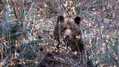 В Архангельской области заметили гуляющего по поселку медведя