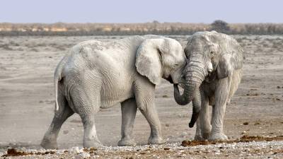 Ученые: браконьеры повлияли на эволюцию африканских слонов на генетическом уровне - Русская семеркаРусская семерка