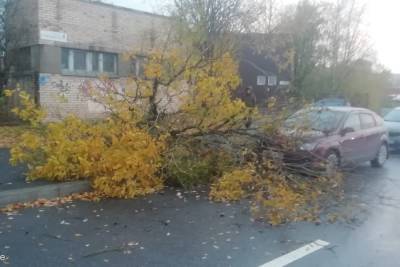 Более 70 деревьев пали под напором стихии в Петербурге