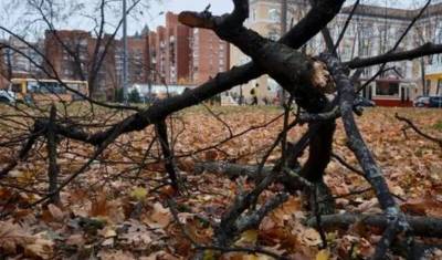 Более сотни деревьев повалил ветер в Москве и Петербурге