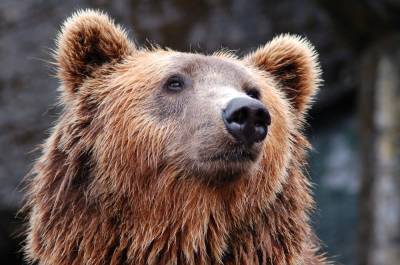 В Ленобласти рядом с жилыми домами замечено медвежье семейство