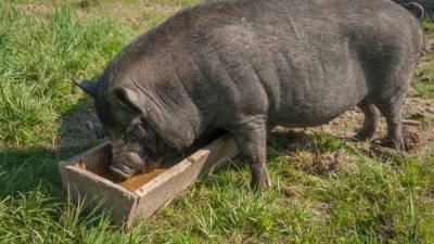 Старейшая в мире домашняя свинья скончалась в США