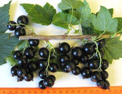 Четыре сорта ягодных культур уральской селекции отметили на выставке «Золотая осень-2021»
